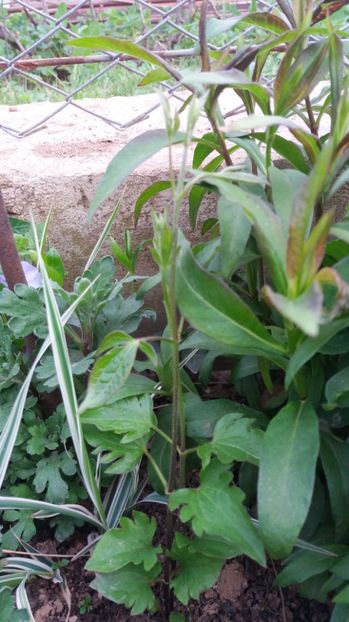 1492096622357-1621931291 - Clematite