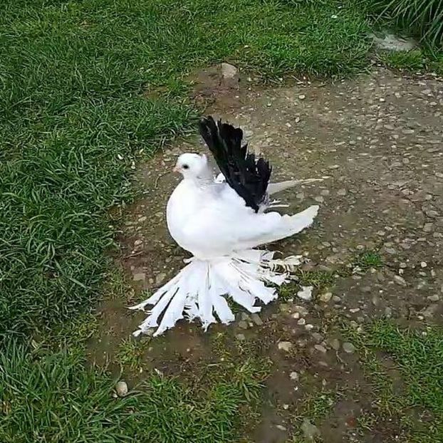 baby 12.04.2017 (4) - pui 2017