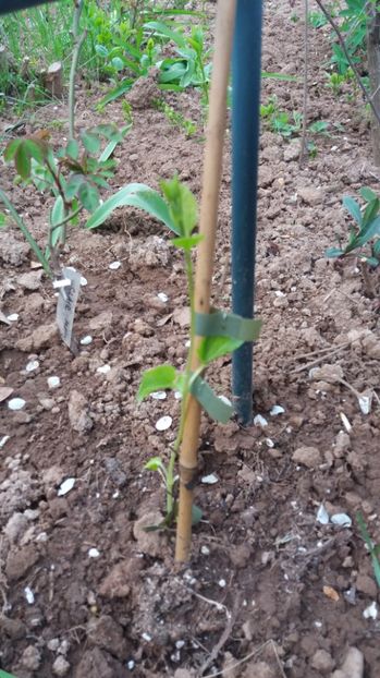 1492096707216-1916489009 - Clematite