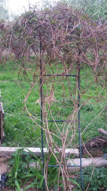 1492096821077-2087390391 - Clematite