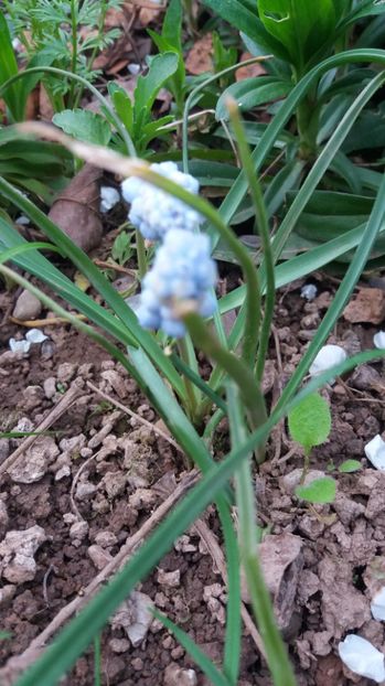 1492097133639-1028622061 - De prin gradina 2017