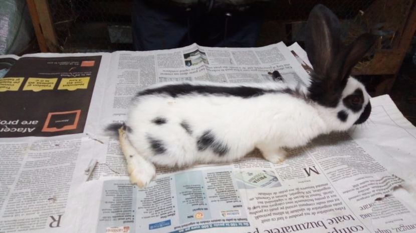  - Femela13 alb negru Ro75-12644