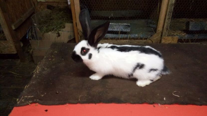  - Femela13 alb negru Ro75-12644