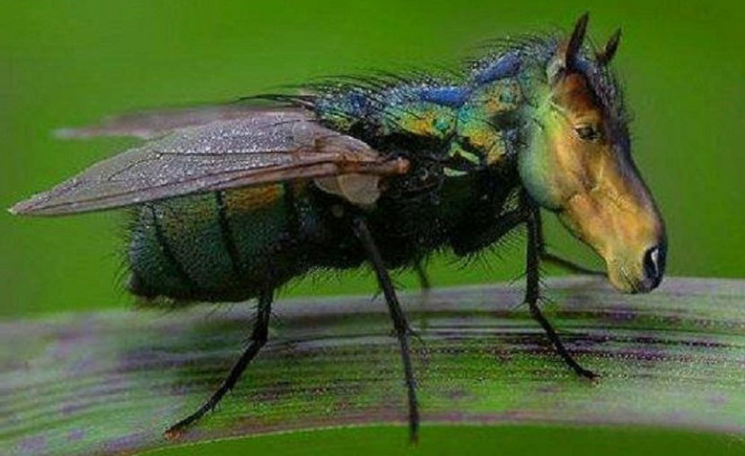 căluțul transportator înaripat mini-Ferrari - NATURA ȘI SURPRIZELE EI