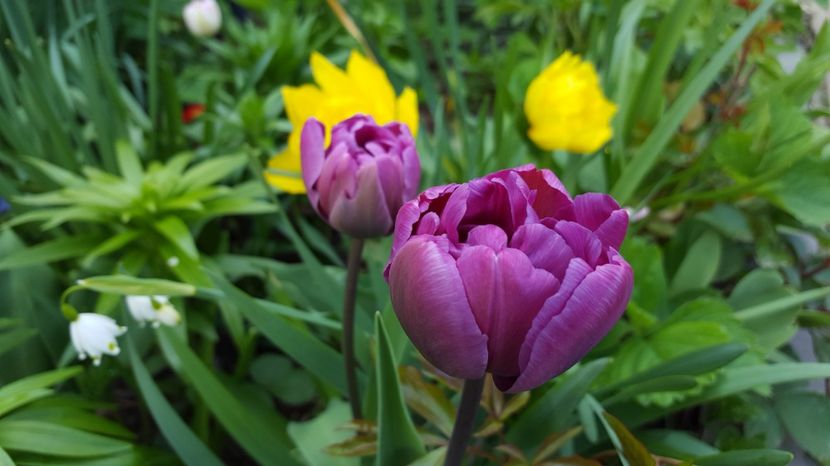 20170412_155412(0) - PRIMAVARA  2017