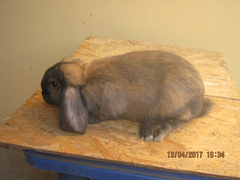 mascul 3,5 luni - masculi si fem berbec german de vanzare- vanduti