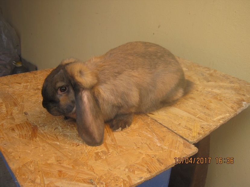  - masculi si fem berbec german de vanzare- vanduti