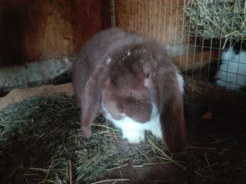  - Mascul 6 havana mantulat