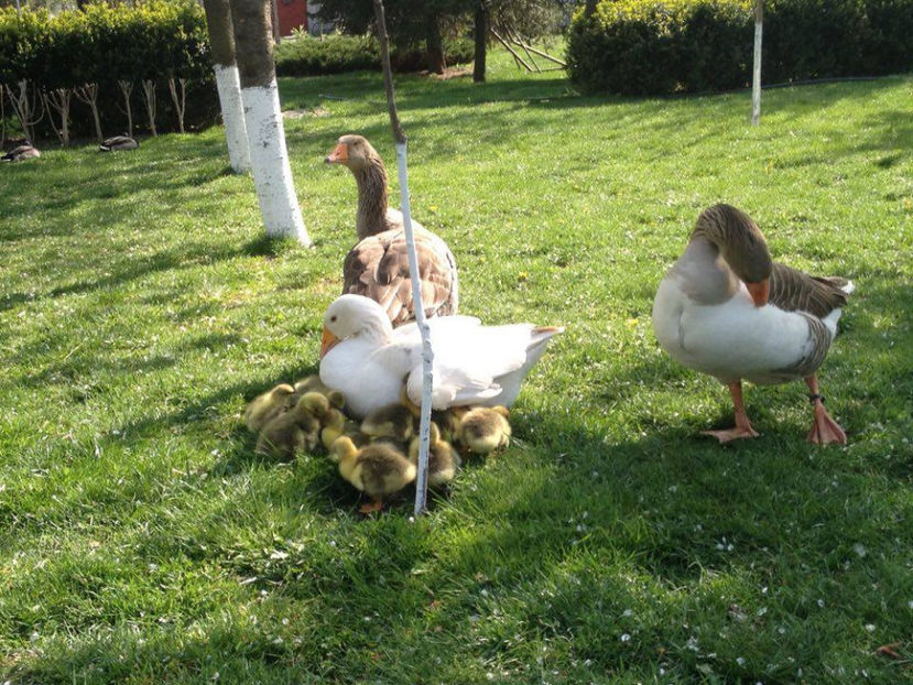 Dupa o luna - a-Boboci de Gâscă 2017