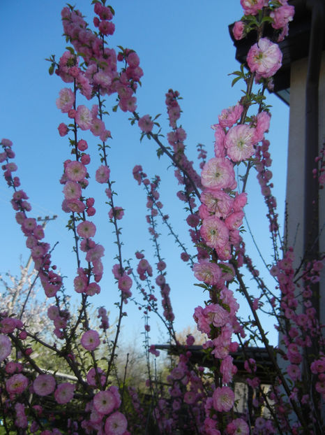 Prunus triloba (2017, April 03) - Prunus triloba