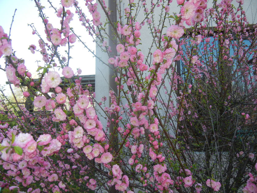 Prunus triloba (2017, April 03) - Prunus triloba