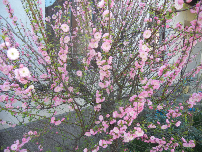 Prunus triloba (2017, April 03) - Prunus triloba
