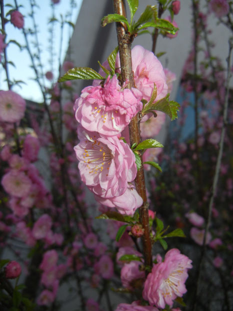 Prunus triloba (2017, April 03) - Prunus triloba