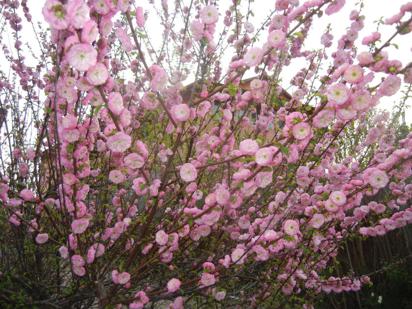 Prunus triloba (2017, April 04) - Prunus triloba