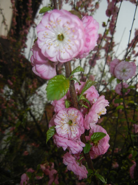 Prunus triloba (2017, April 05) - Prunus triloba