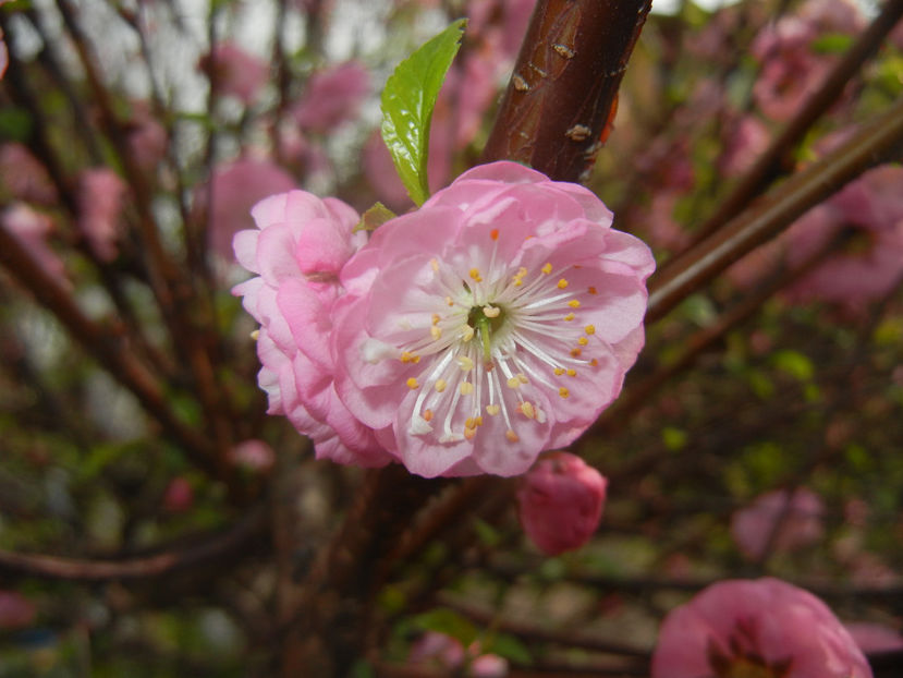 Prunus triloba (2017, April 05) - Prunus triloba