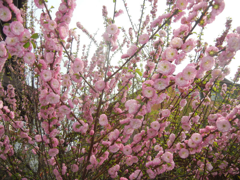 Prunus triloba (2017, April 05) - Prunus triloba