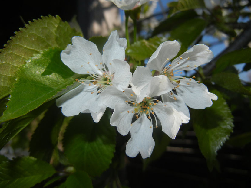 Cherry Blossom. Flori Cires (17, Apr.03) - Cherry Tree_Cires Rubin