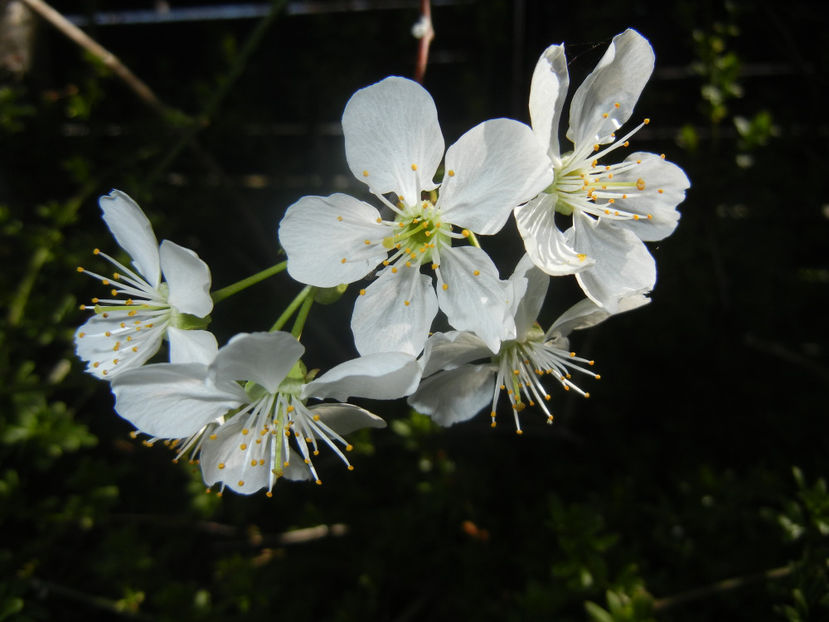 Sour Cherry Blossom (2017, April 03) - Sour Cherry Tree_Visin