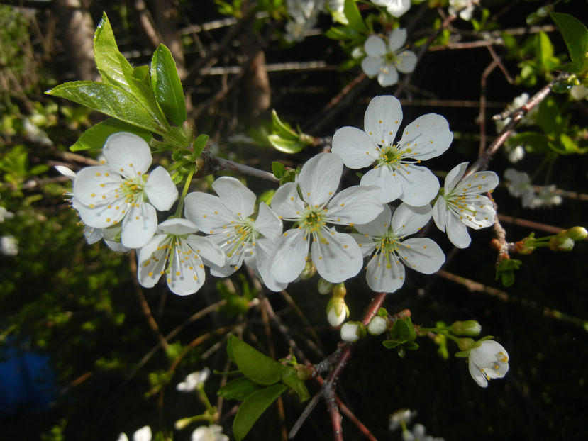 Sour Cherry Blossom (2017, April 03) - Sour Cherry Tree_Visin