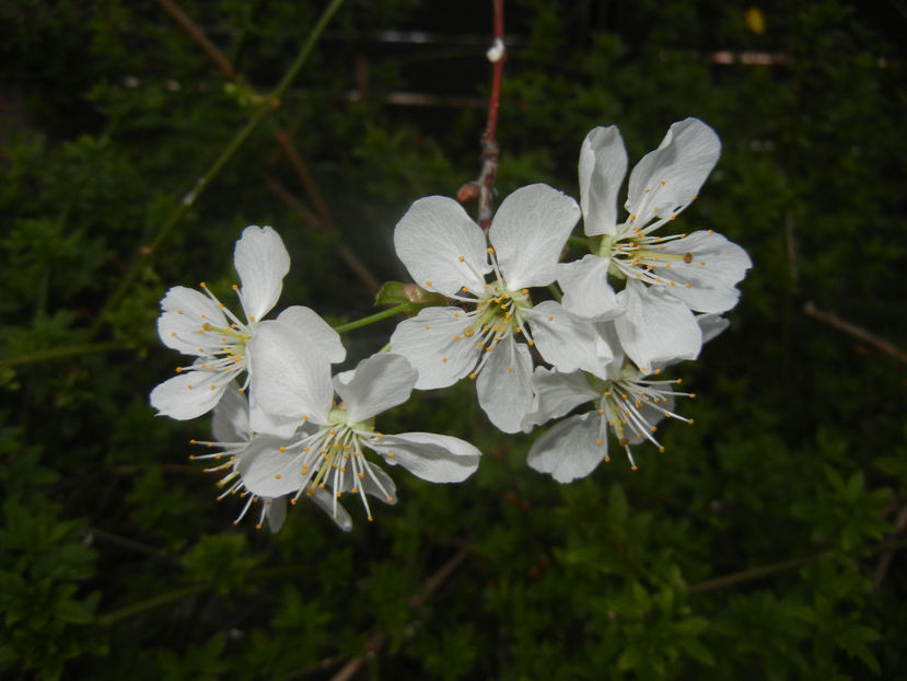 Sour Cherry Blossom (2017, April 04) - Sour Cherry Tree_Visin