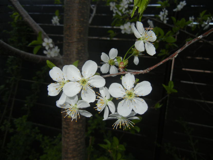 Sour Cherry Blossom (2017, April 04) - Sour Cherry Tree_Visin