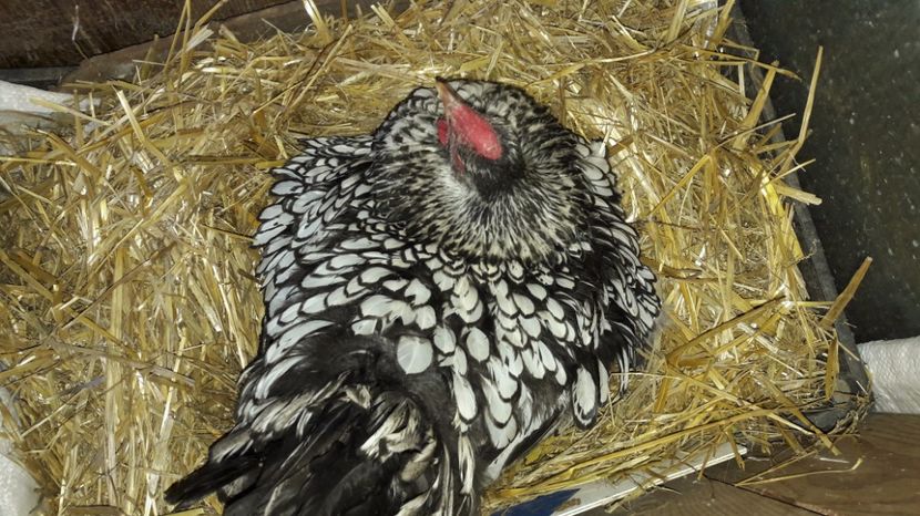 cuib nr 1, 10 oua - 2 Cuiburi cu oua de  gasca Africana