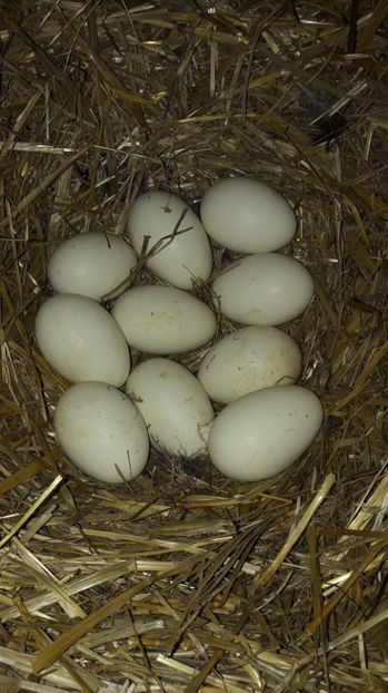 7 bune - 2 Cuiburi cu oua de  gasca Africana