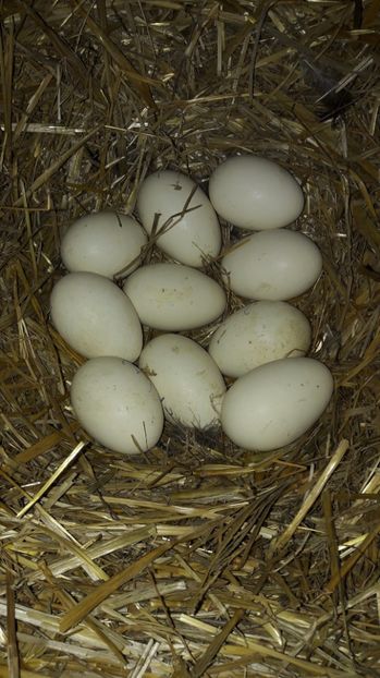 la prima - 2 Cuiburi cu oua de  gasca Africana