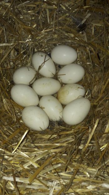 verificare - 2 Cuiburi cu oua de  gasca Africana