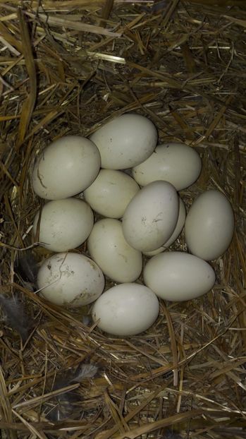 9 oua bune la prima verificare - 2 Cuiburi cu oua de  gasca Africana