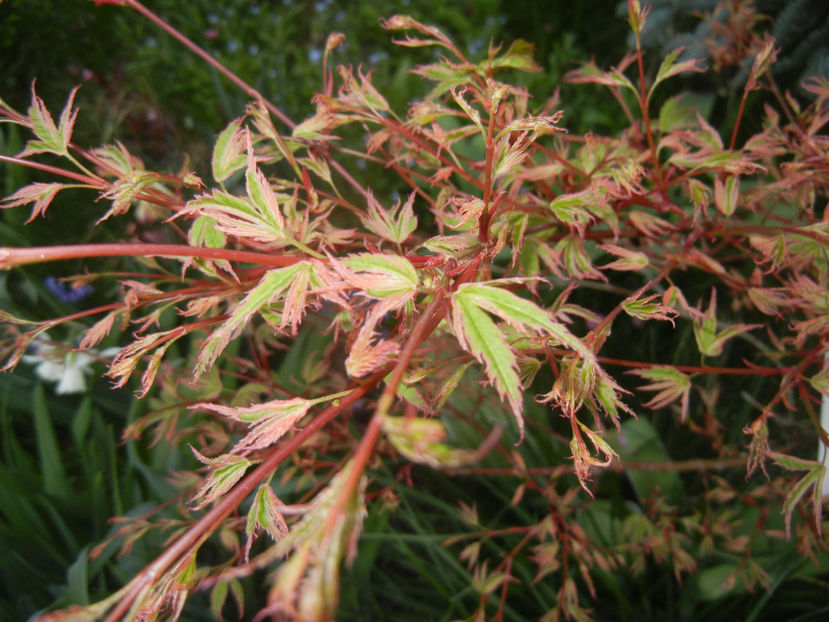 Acer palmatum Butterfly (2017, April 04) - Acer palmatum Butterfly