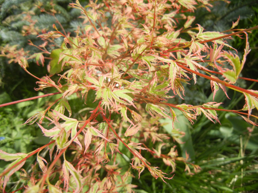 Acer palmatum Butterfly (2017, April 09) - Acer palmatum Butterfly