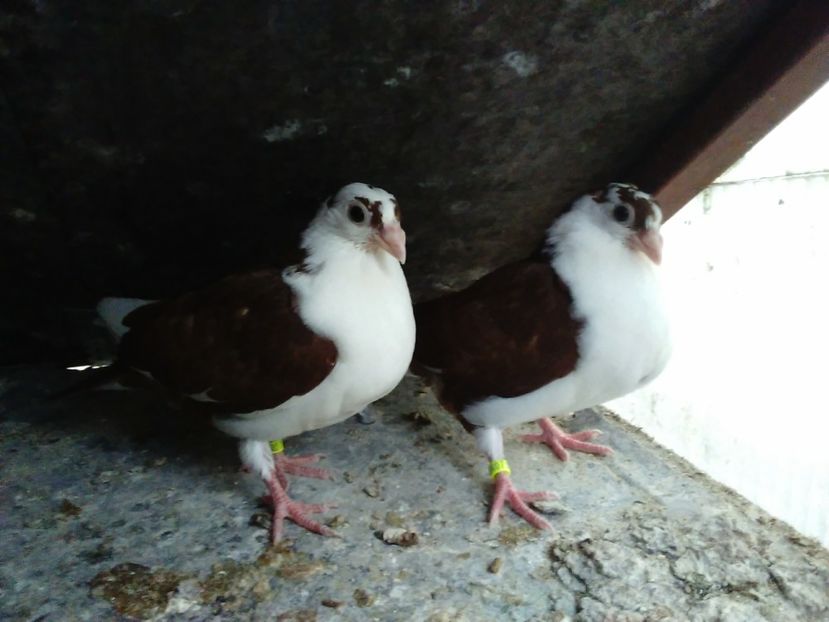 pe rosii seria 2 - Pui 2017