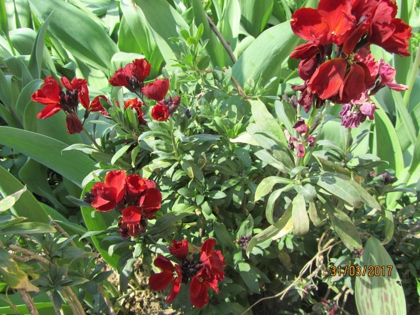  - Flori de gradina-2017 primavara