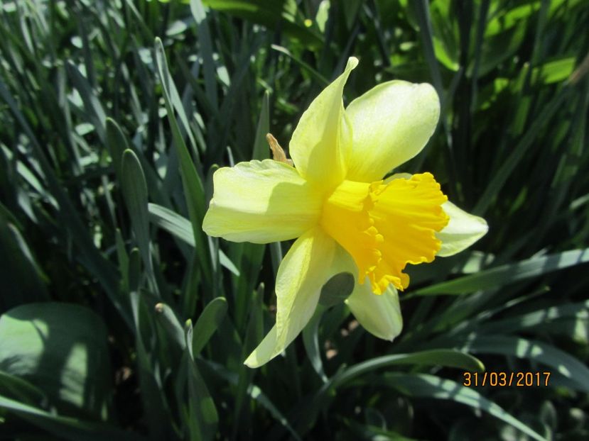  - Flori de gradina-2017 primavara