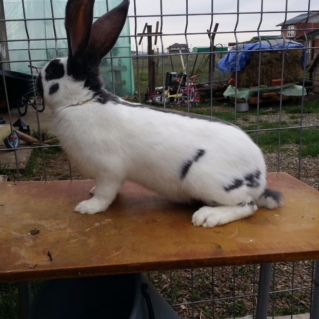  - M 2 PESTRIT ALBASTRU