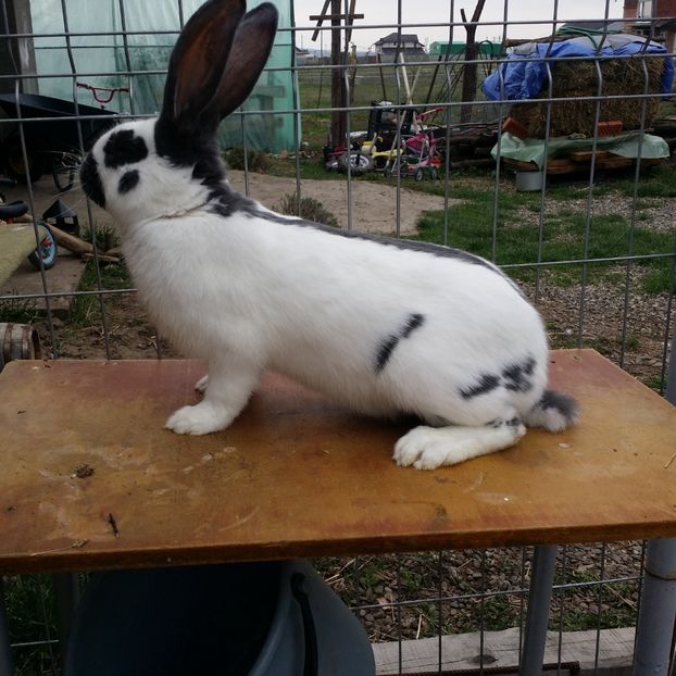  - M 2 PESTRIT ALBASTRU