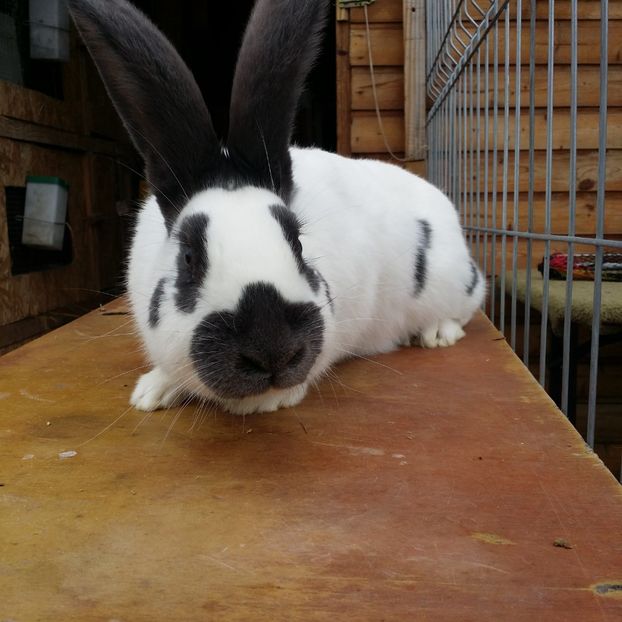  - M 2 PESTRIT ALBASTRU