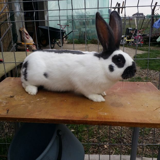  - M 2 PESTRIT ALBASTRU