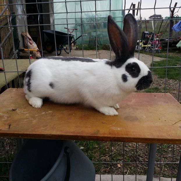  - M 2 PESTRIT ALBASTRU