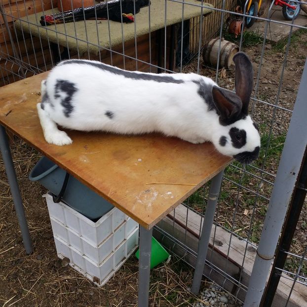  - M 2 PESTRIT ALBASTRU