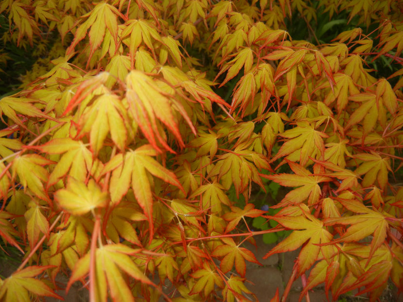Acer palmatum Katsura (2017, April 05) - Acer palmatum Katsura