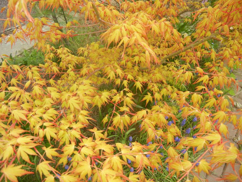 Acer palmatum Katsura (2017, April 05) - Acer palmatum Katsura