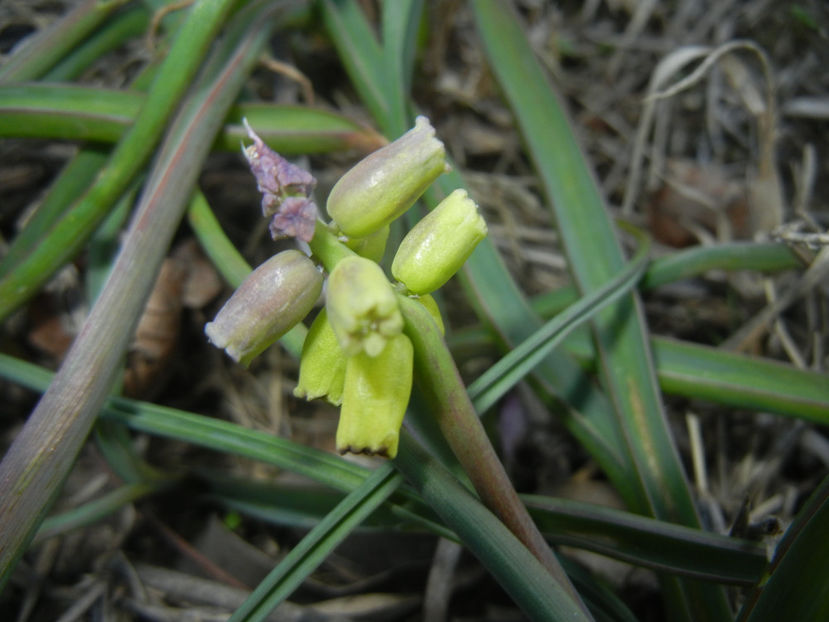 Muscari Golden Fragrance (2017, Apr.13) - Muscari Golden Fragrance