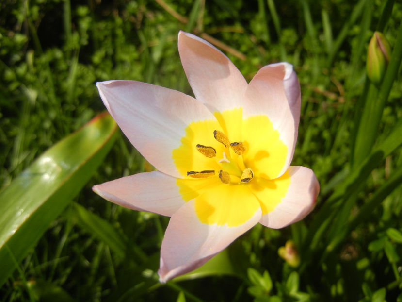 Tulipa Lilac Wonder (2017, April 11) - Tulipa Lilac Wonder