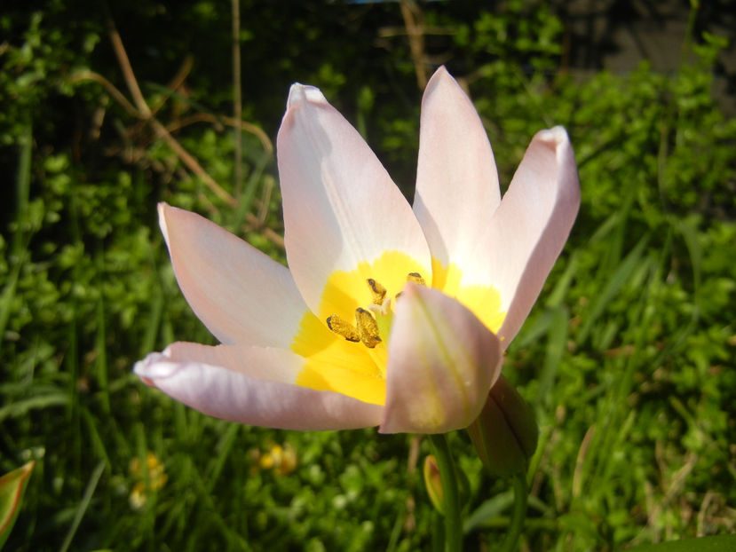 Tulipa Lilac Wonder (2017, April 11) - Tulipa Lilac Wonder