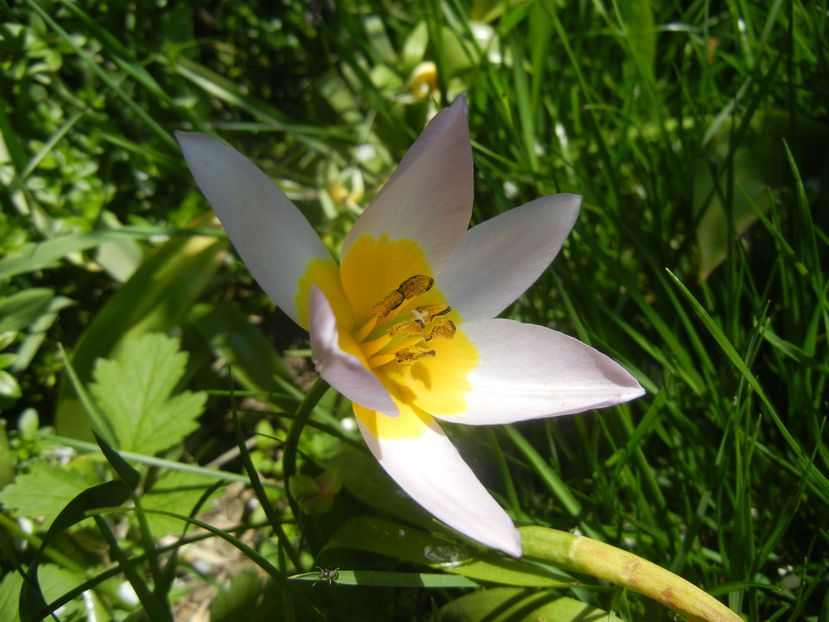 Tulipa Lilac Wonder (2017, April 13) - Tulipa Lilac Wonder