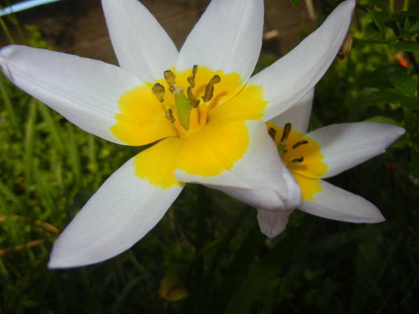 Tulipa Lilac Wonder (2017, April 13) - Tulipa Lilac Wonder