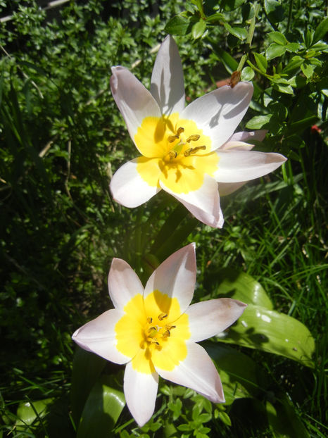 Tulipa Lilac Wonder (2017, April 13) - Tulipa Lilac Wonder